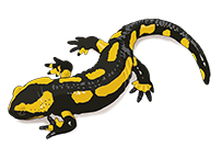 salamander-florian