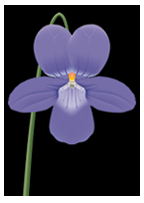 veilchen-k-logo-florian-illustration